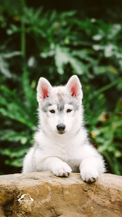 德扑圈俱乐部推荐