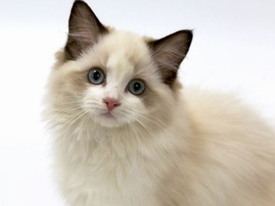 德扑圈官方网站