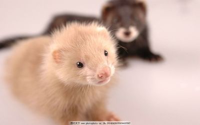 德扑圈俱乐部推荐